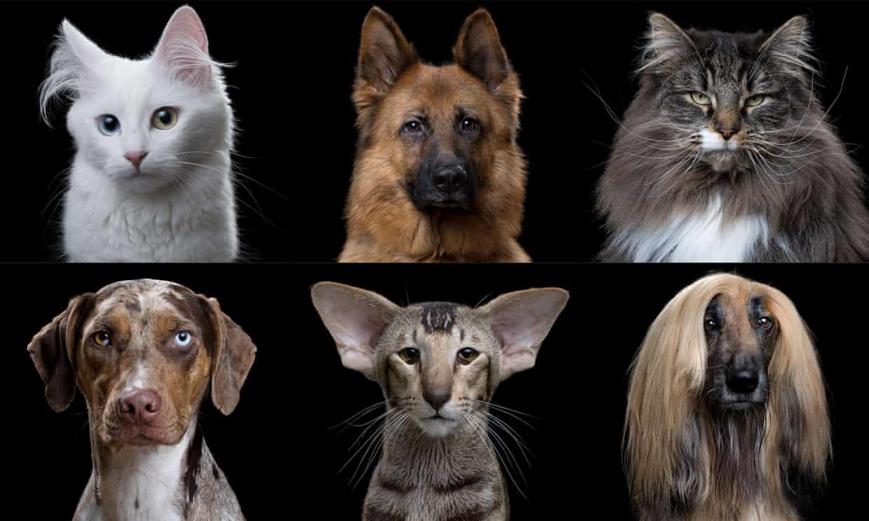 Binary Image Classification with Keras and Transfer Learning /images/cat-dog/post-cat-dog.jpg