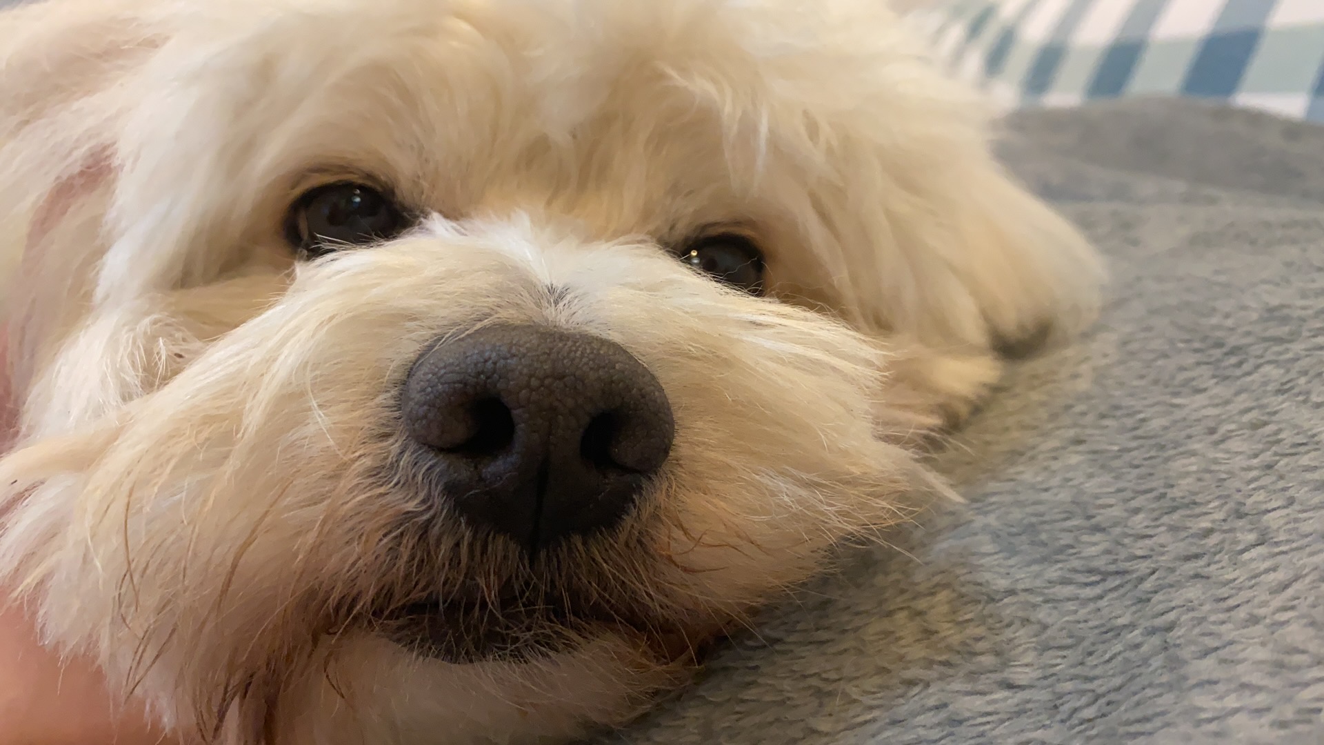 /images/google%20dog.jpeg /images/google%20dog.jpeg